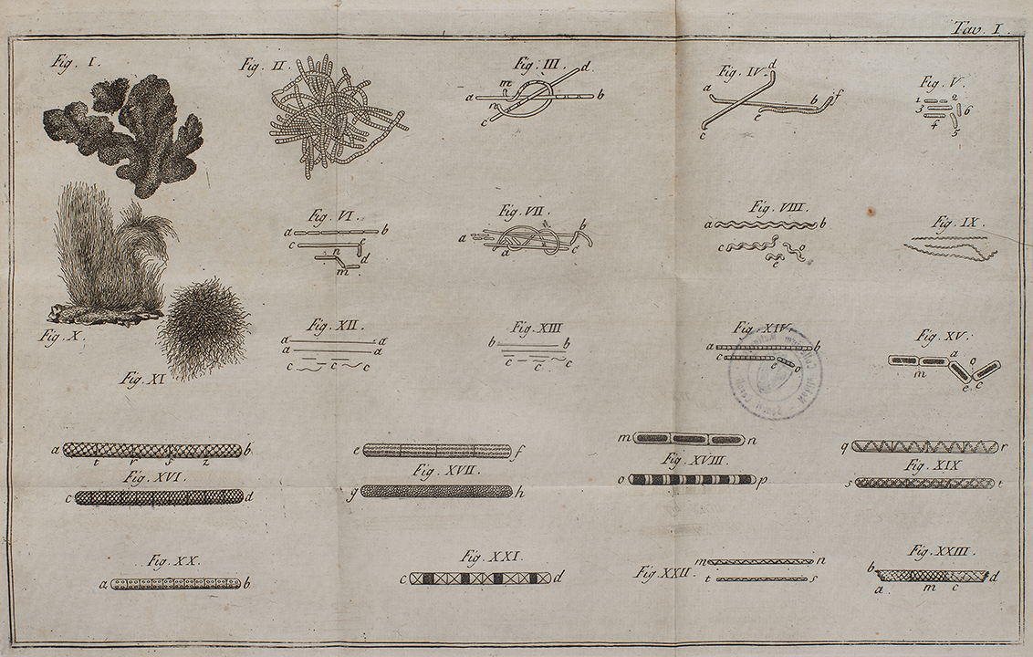 Bonaventura Corti Fondazione San Carlo Biblioteca Digitale